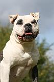 BOULEDOGUE AMERICAIN 296